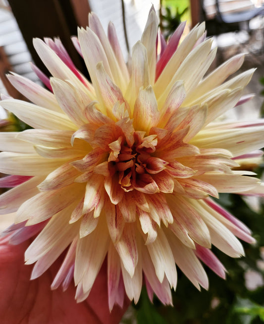 2024 Fall Shipment Tuber: Tahiti Sunrise Dahlia