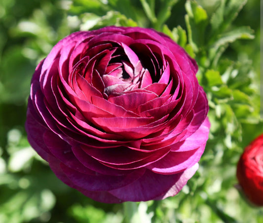 Ranunculus Telecote Merlot Bulbs- 20/ea