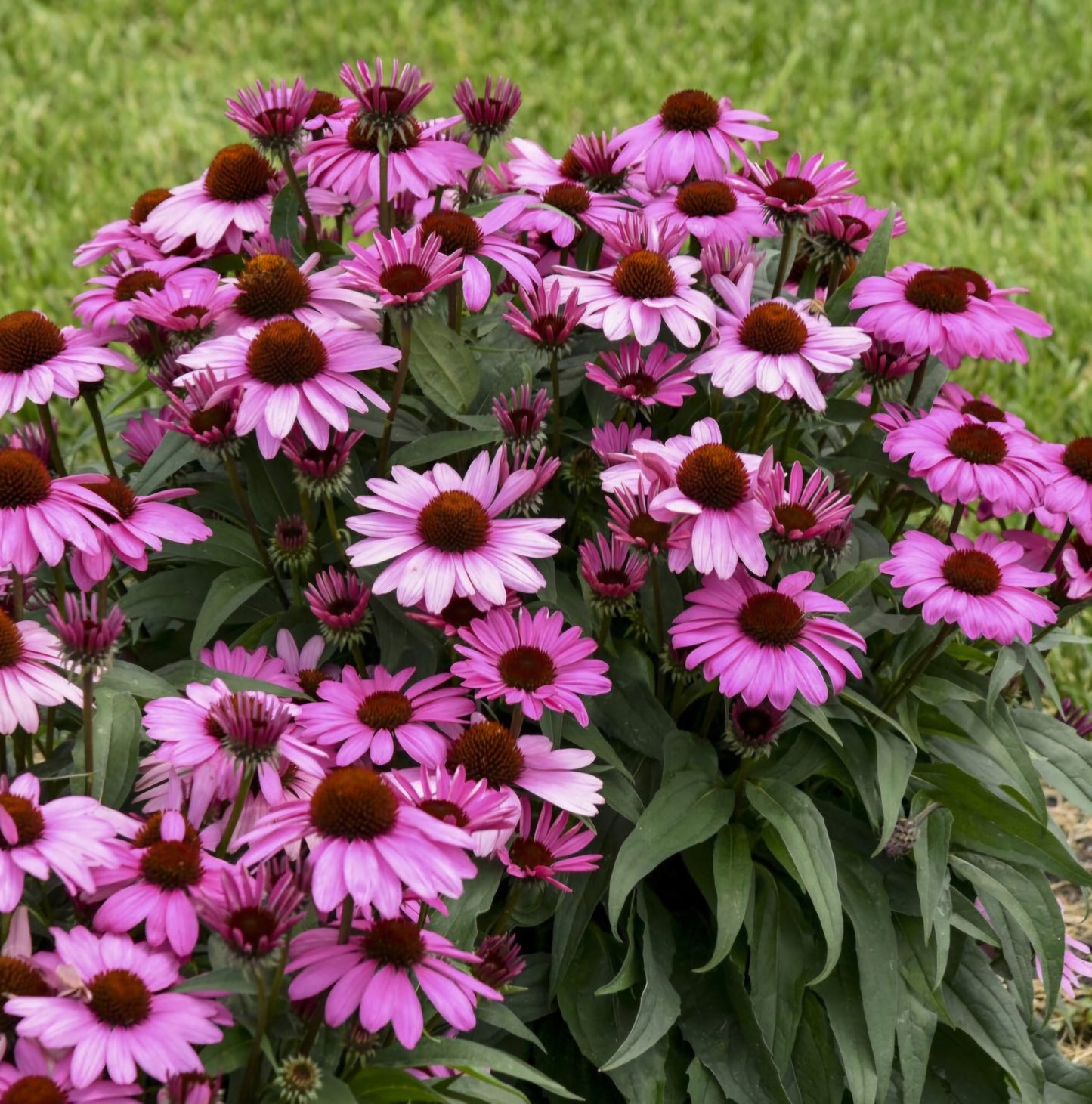 Live Echinacea Fuchsia is Bright 1qt pot