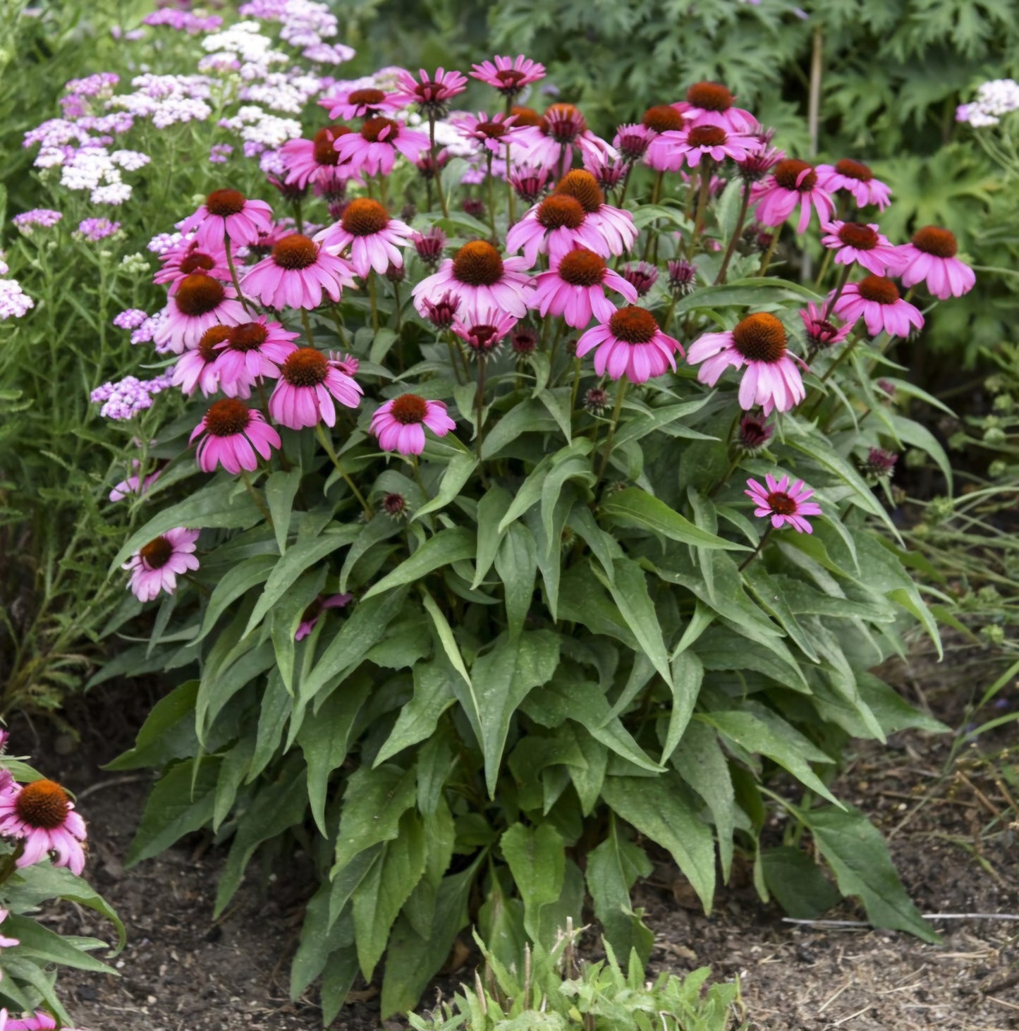 Live Echinacea Fuchsia is Bright 1qt pot