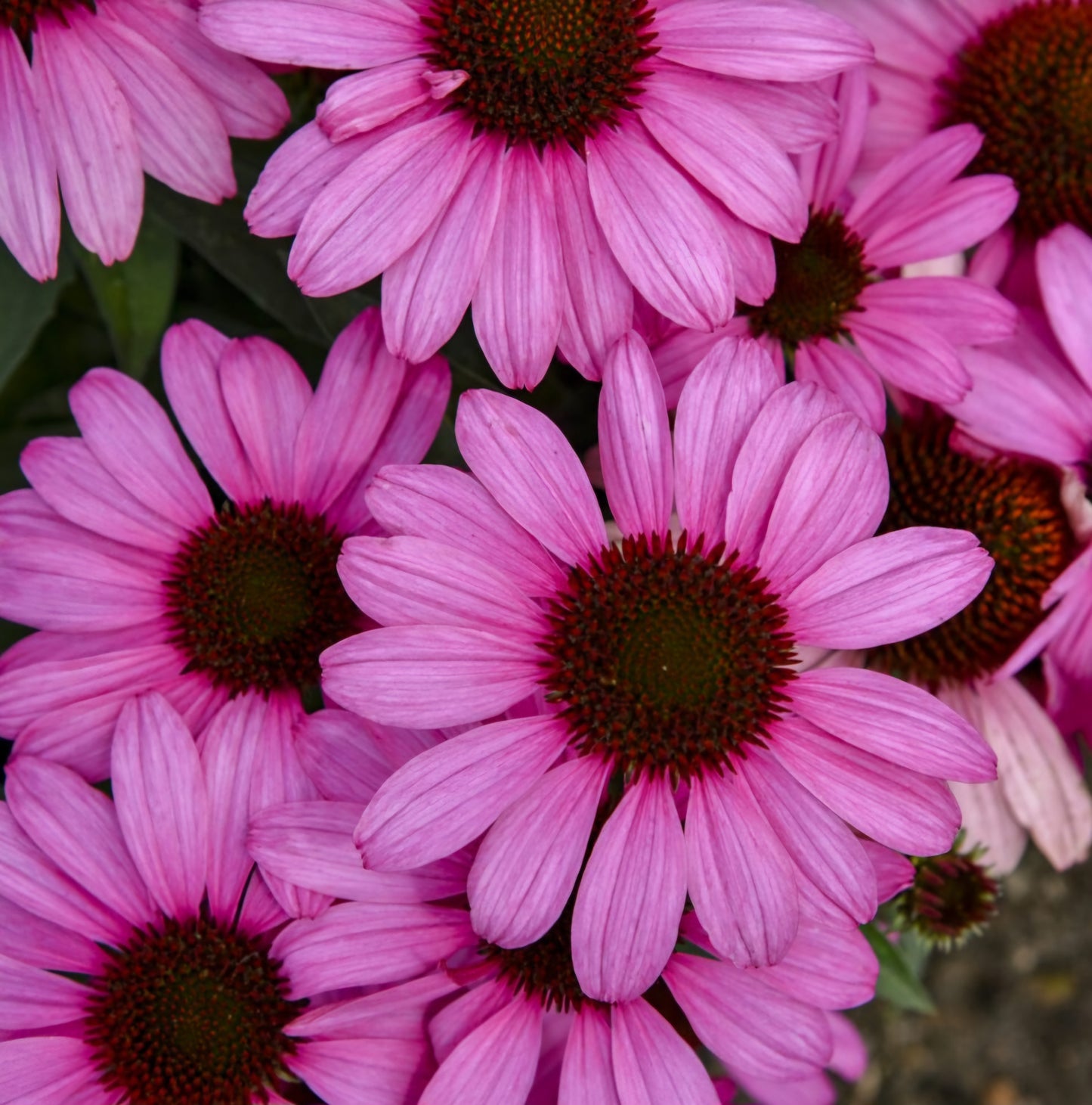 Live Echinacea Fuchsia is Bright 1qt pot