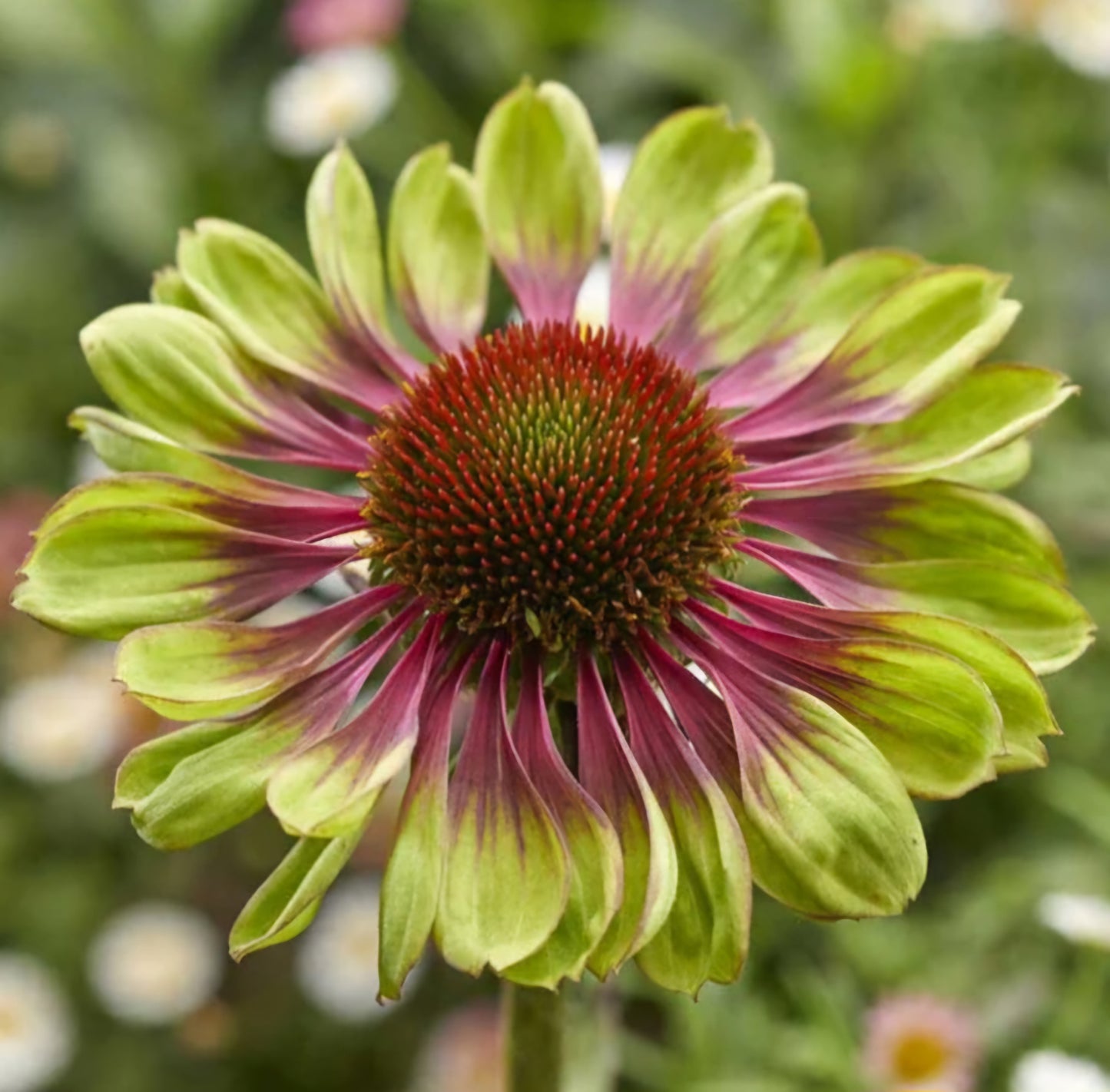 Echinacea Green Twister Plant