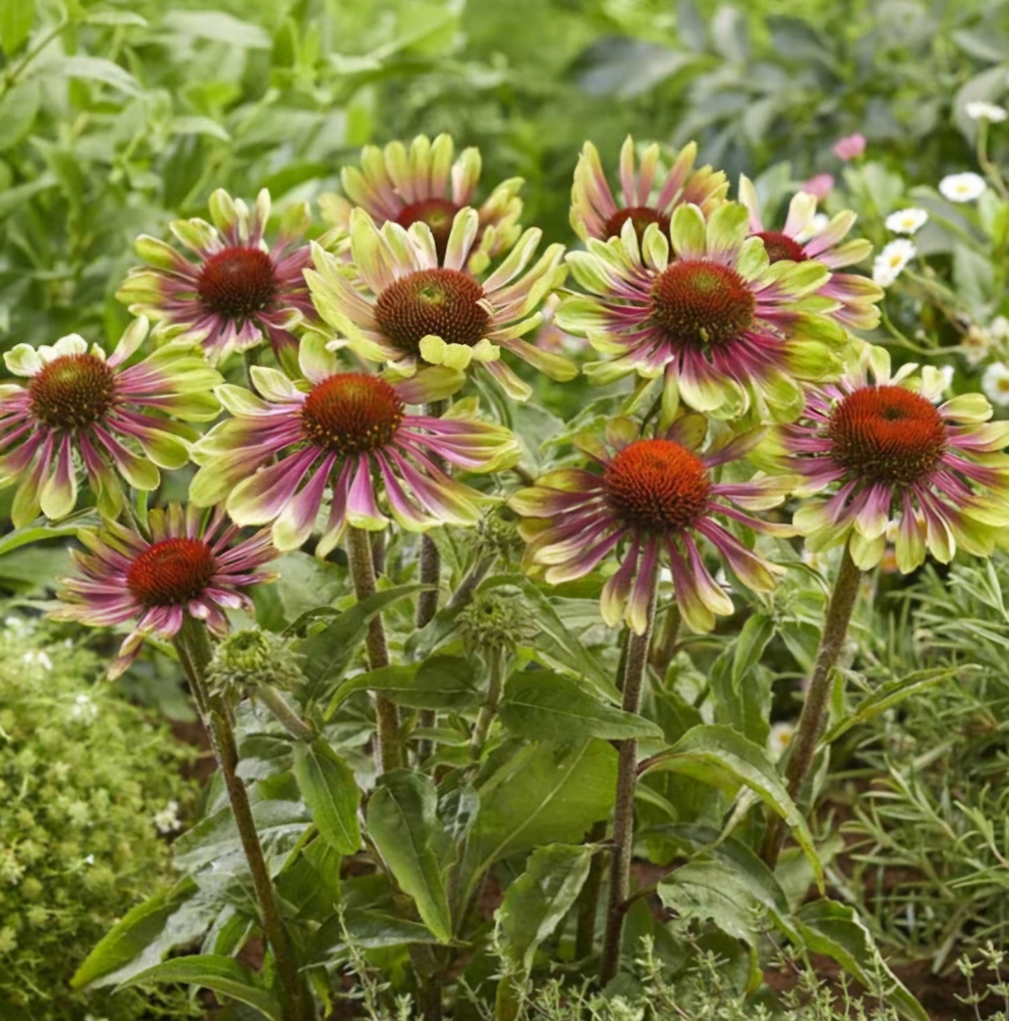 Echinacea Green Twister Plant