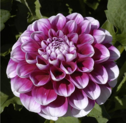 2024 Fall Shipment Tuber: B-Man Dahlia