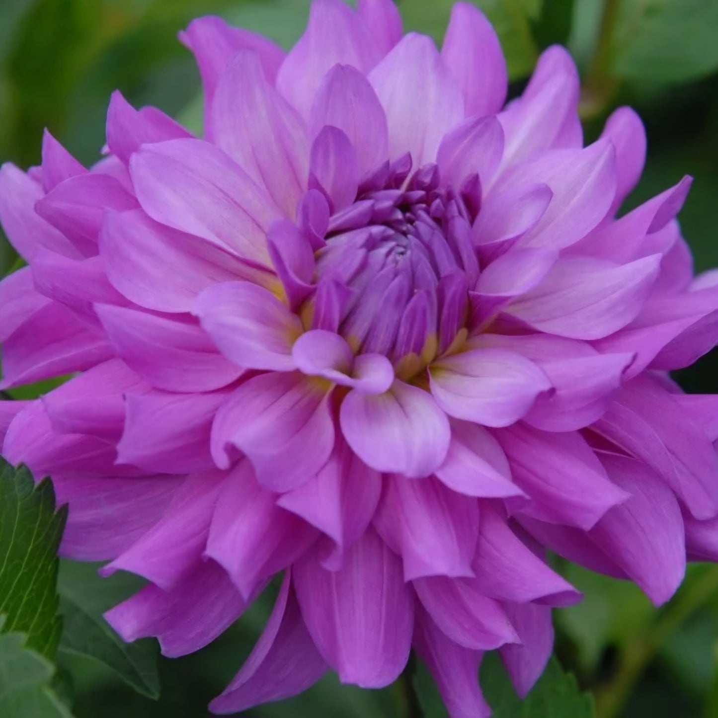 2024 Fall Shipment Tuber: Bluetiful Dahlia