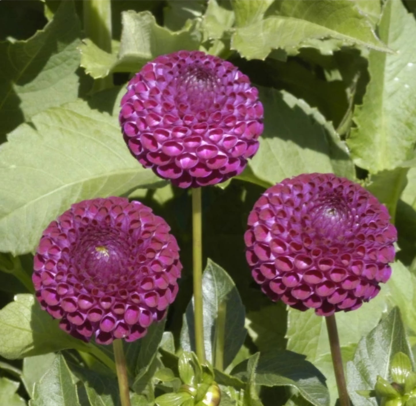 2024 Fall Shipment Tuber: Dot Com Dahlia