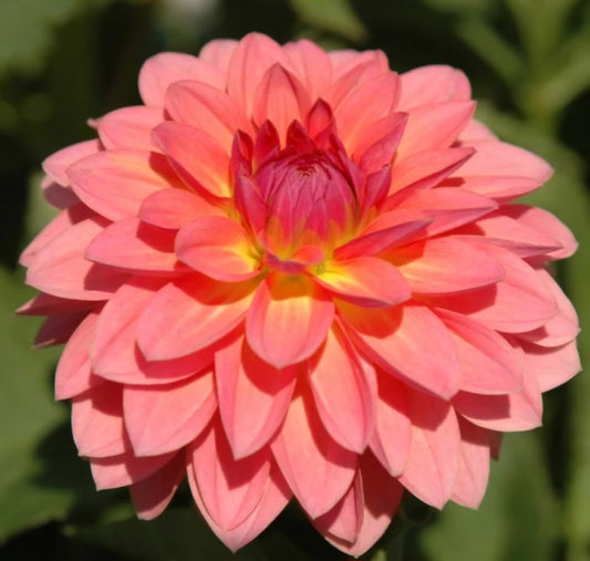 2024 Fall Shipment Tuber: Jitterbug Dahlia