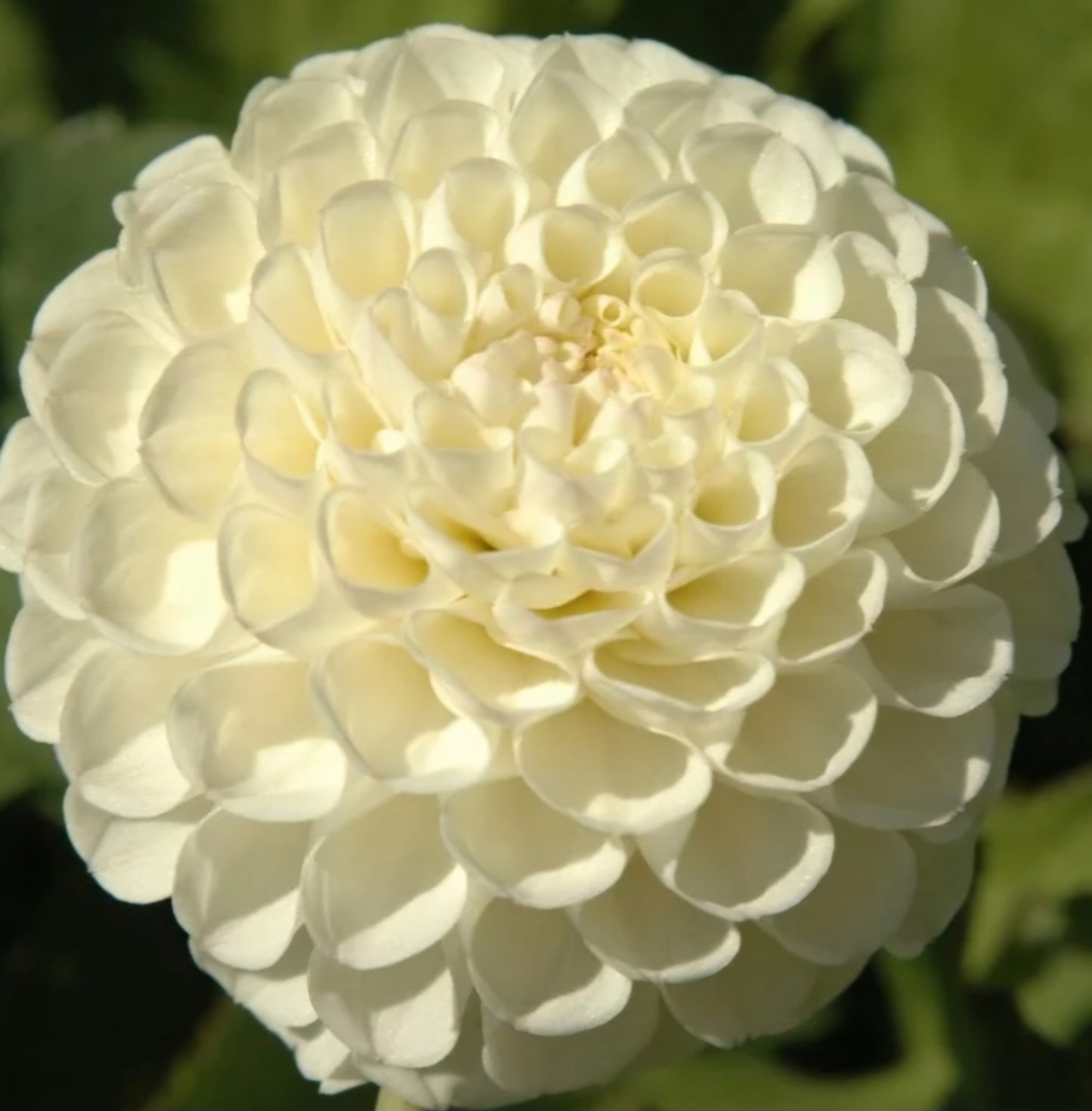 2024 Fall Shipment Tuber: White Nettie Dahlia