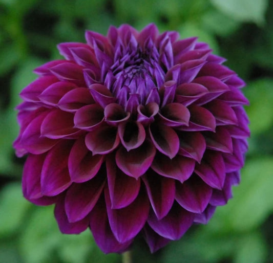 2024 Fall Shipment Tuber: Diva Dahlia