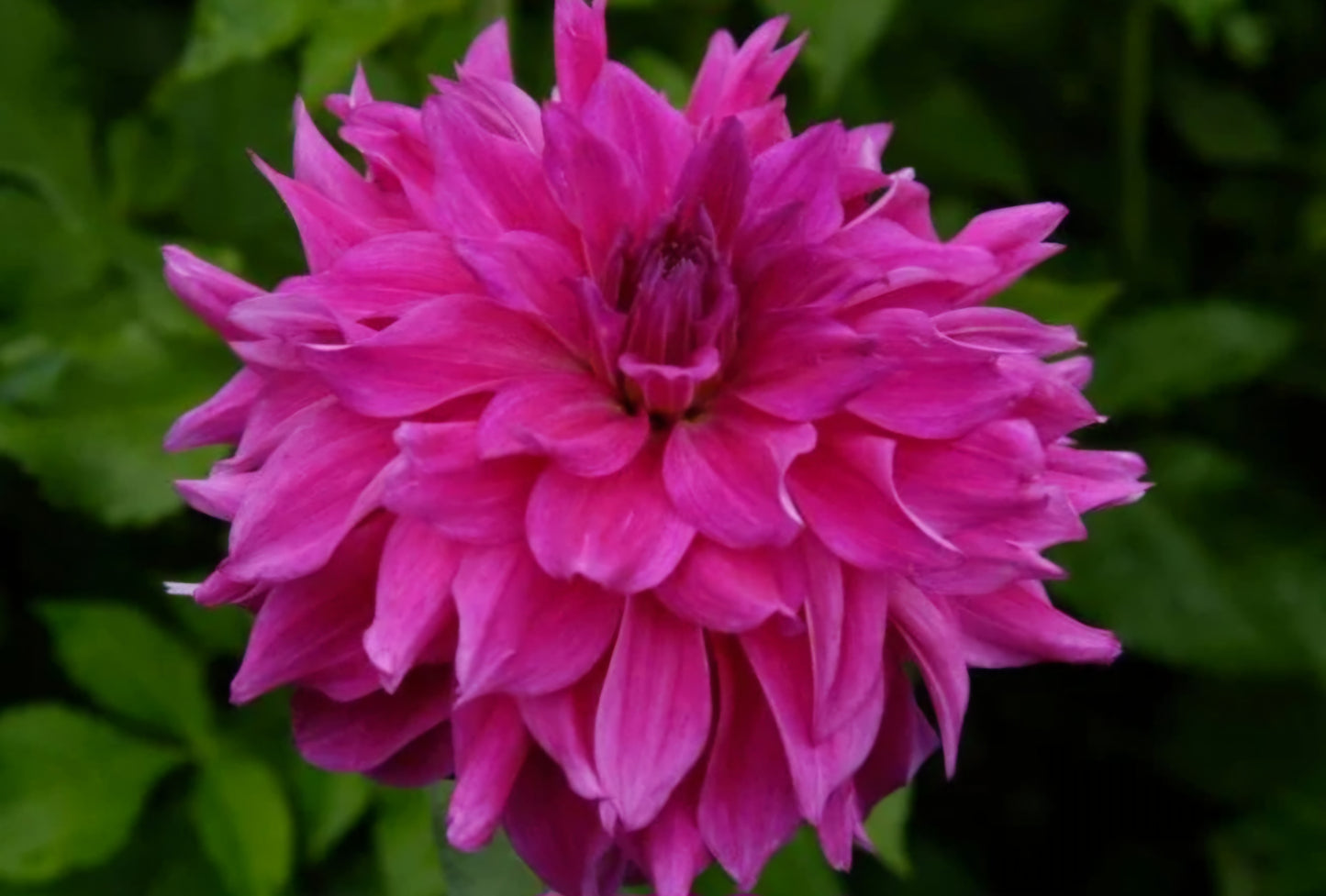 2024 Fall Shipment Dahlia Tuber: I'm a Hottie