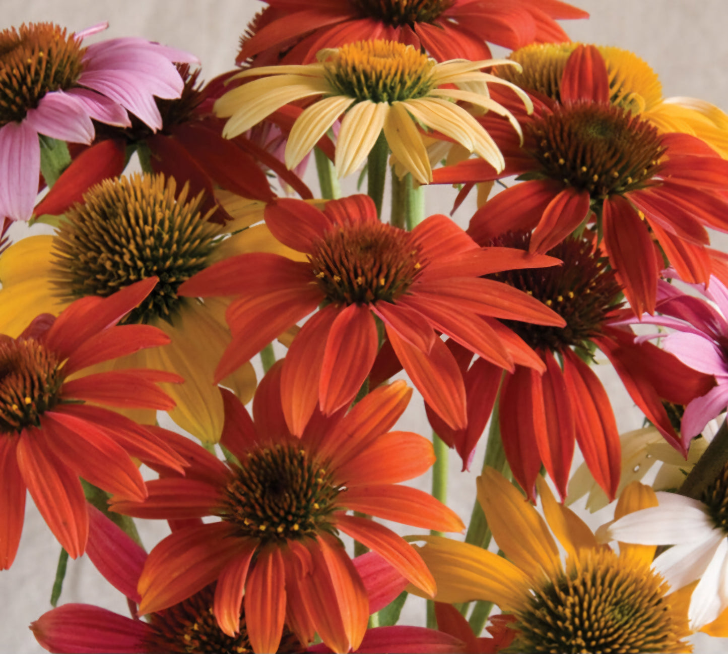 Cheyenne Spirit Echinacea Plant Plugs (Pre-Order Spring Plugs)