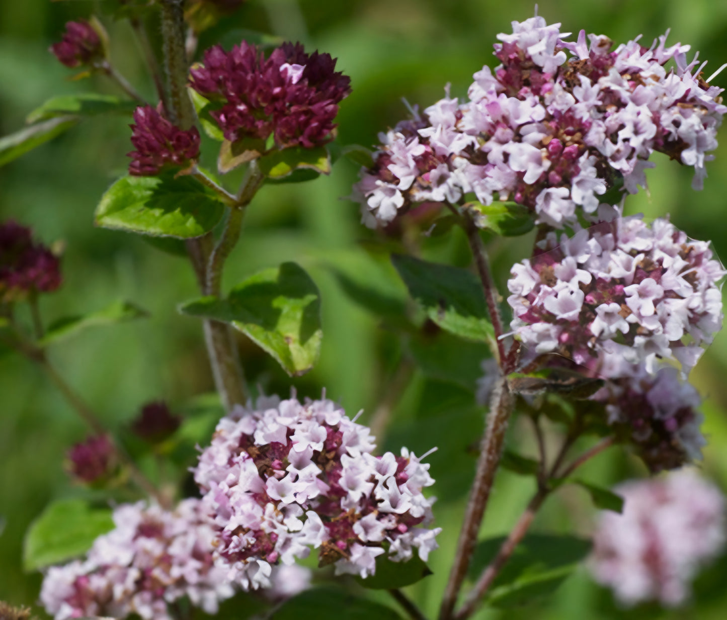 Wild Marjoram Plant Plugs (4 Pack)