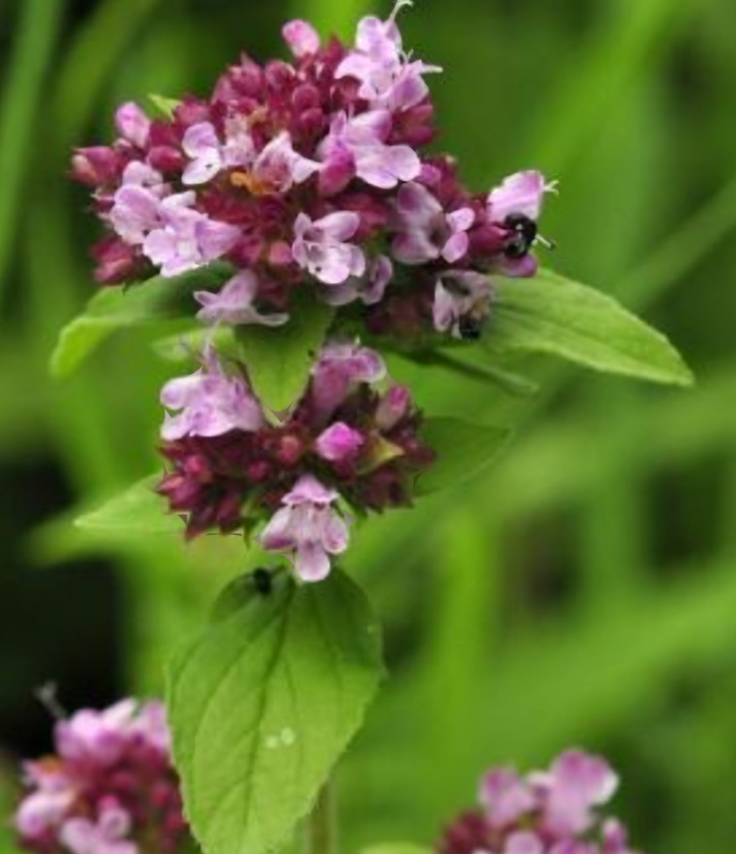 Wild Marjoram Plant Plugs (4 Pack)