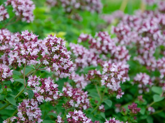 Wild Marjoram Plant Plugs (4 Pack)