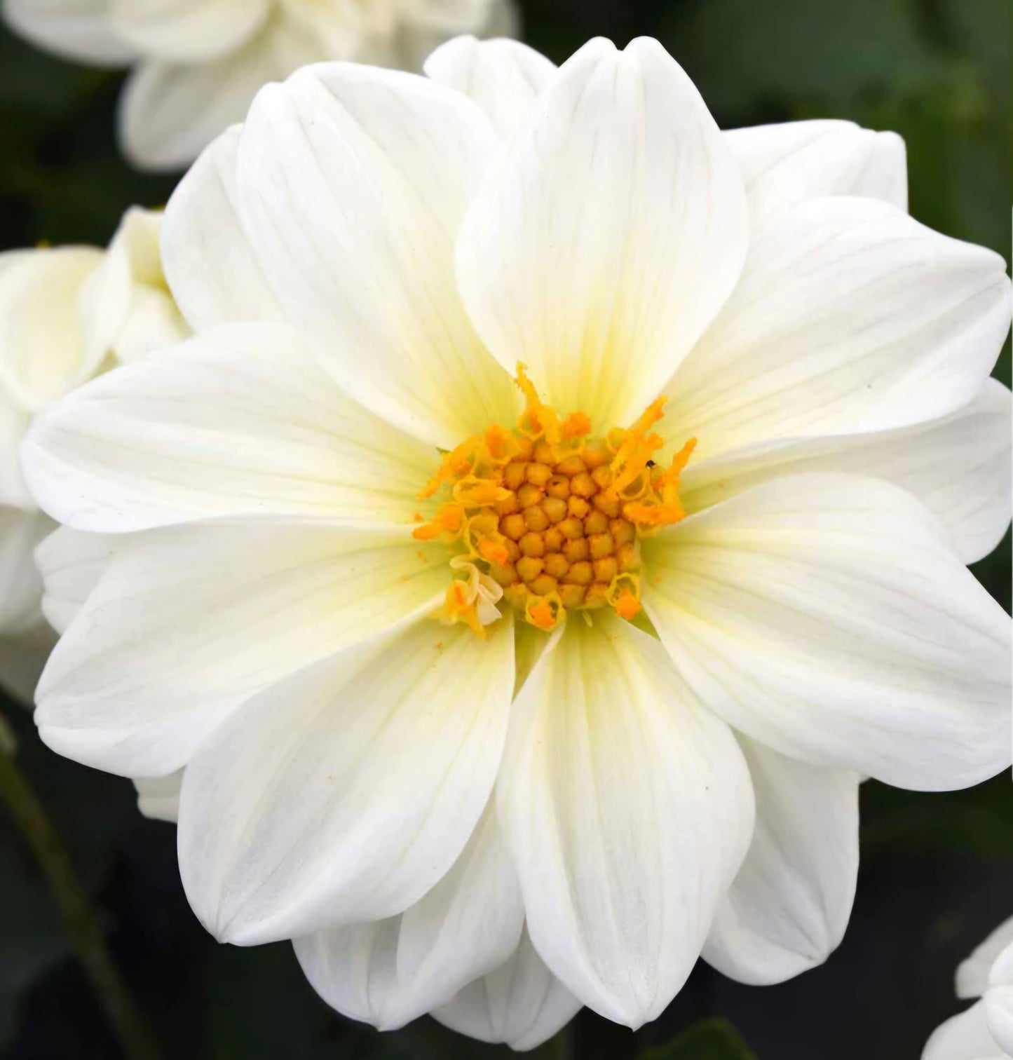 2024 Fall Shipment Tuber Figaro White Dahlia