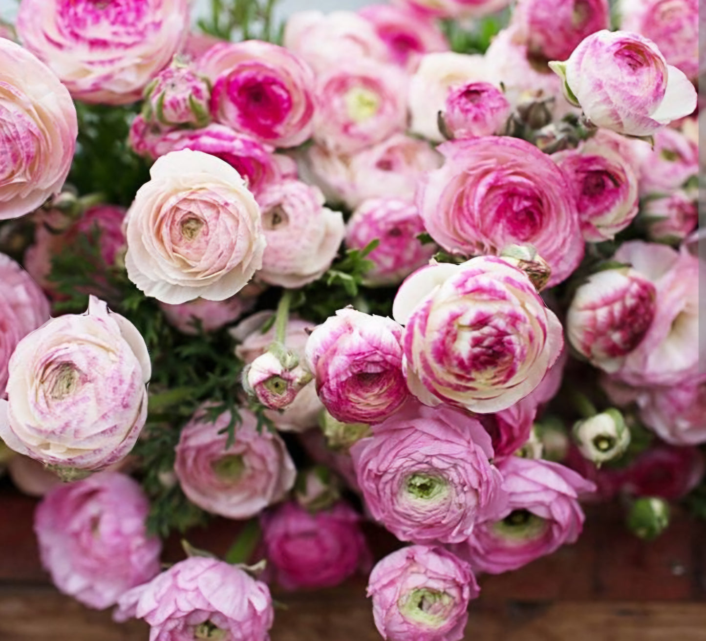 Ranunculus Telecote Picotee Corms