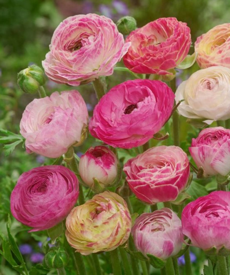 Ranunculus Telecote Picotee Corms