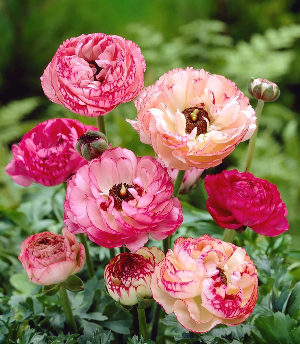 Ranunculus Telecote Picotee Corms