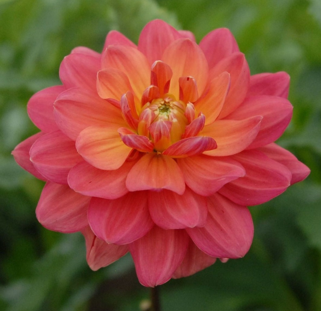 2024 Fall Shipment Dahlia Tuber: Lora Ashley