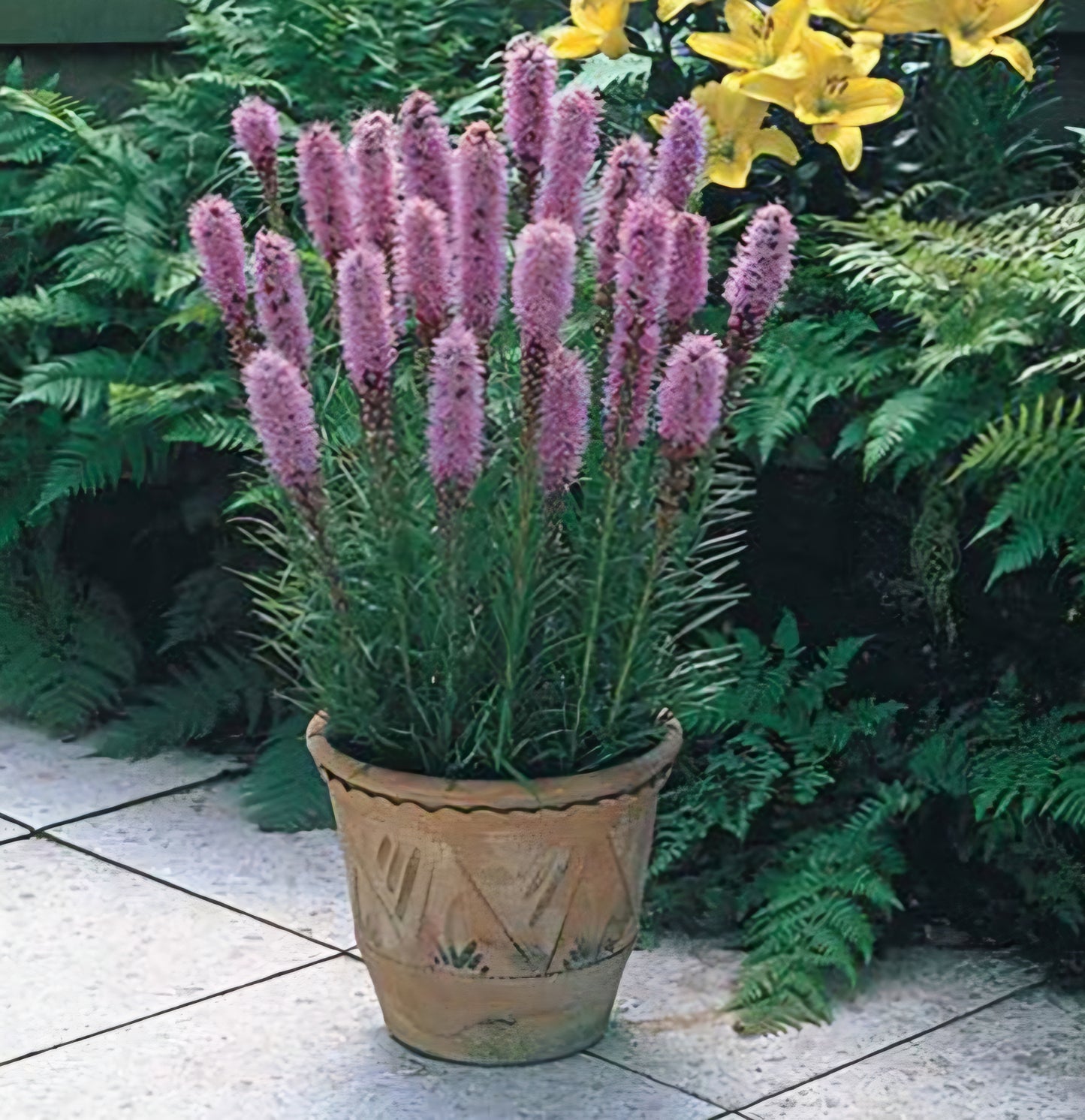 Liatris Spicata Spiked Blazing Star (Pre-Order Spring Plugs)