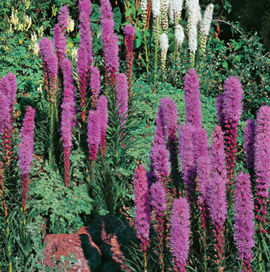 Liatris Spicata Spiked Blazing Star (Pre-Order Spring Plugs)