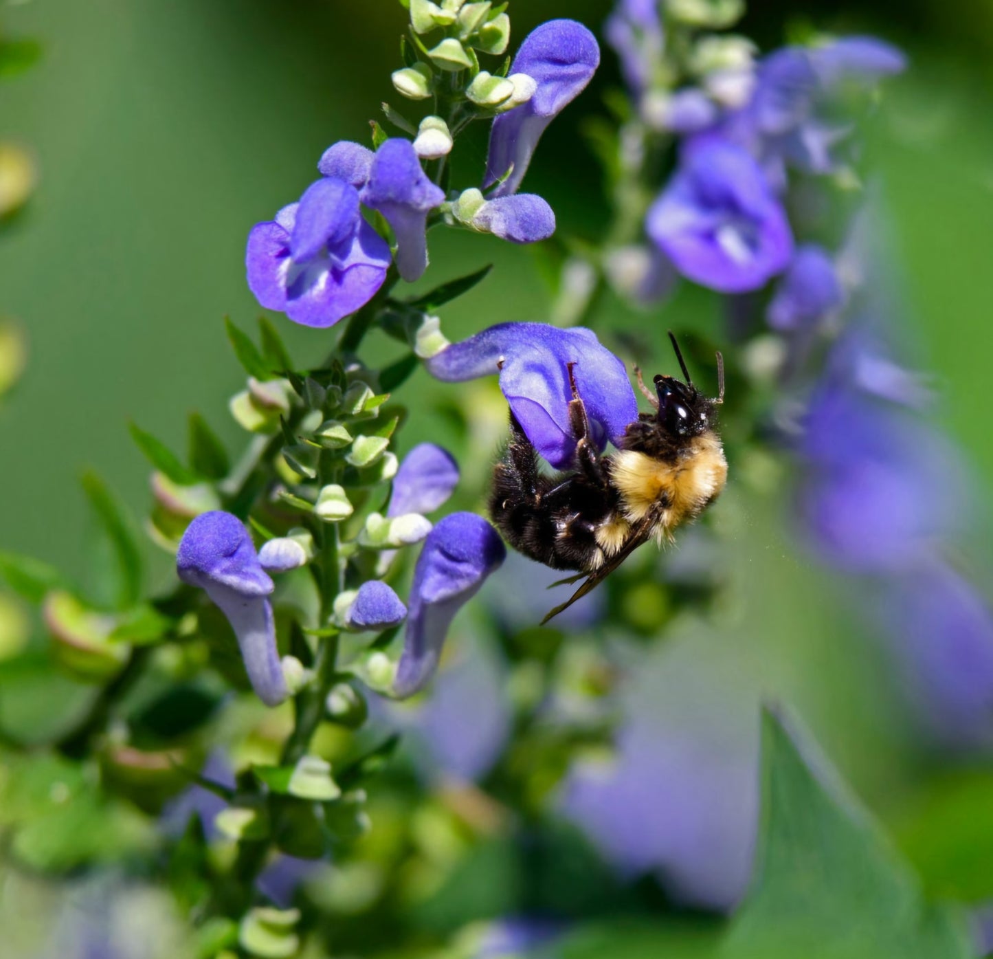 Skullcap Scutellaria Lateriflora (Spring Pre-Order)