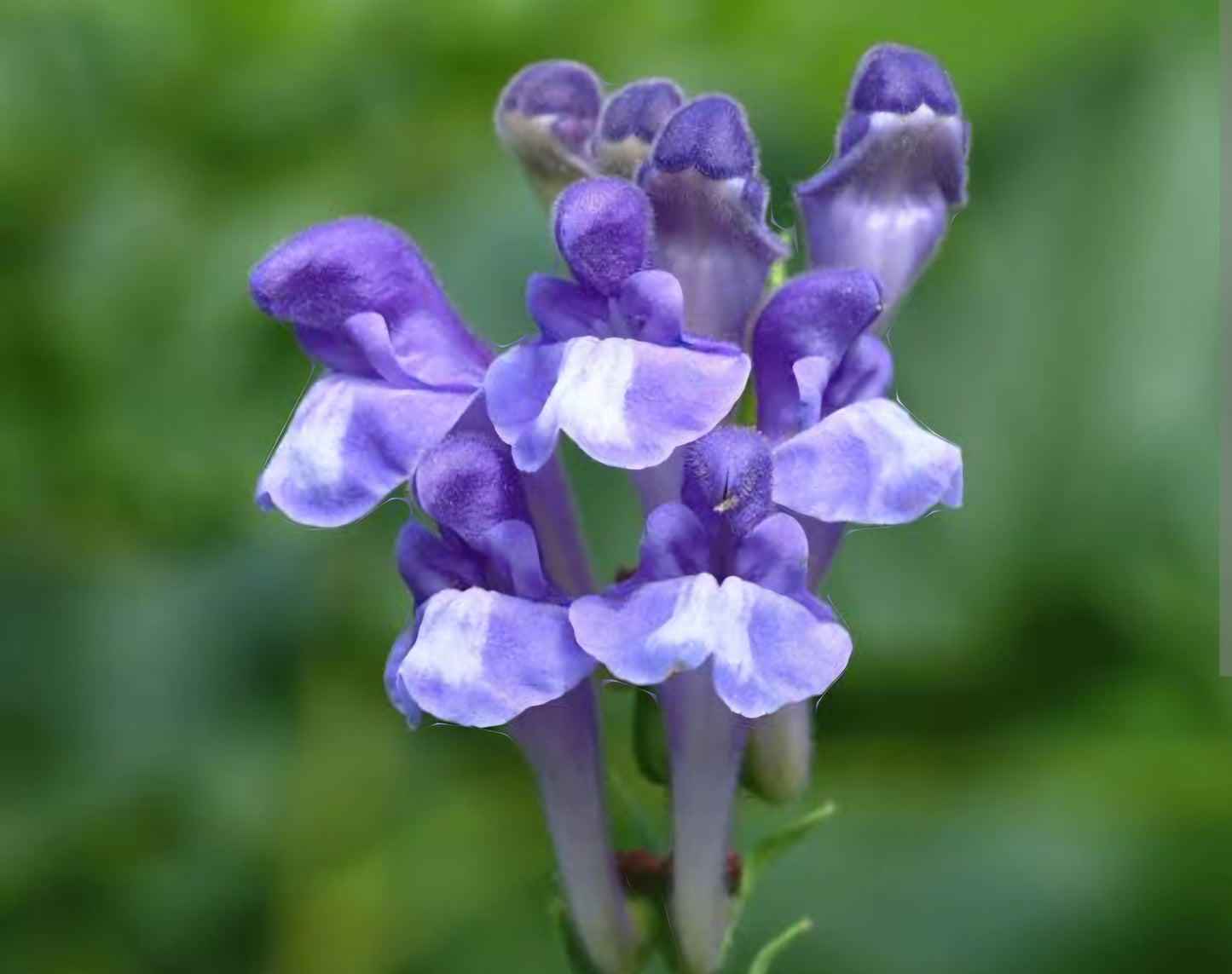 Skullcap Scutellaria Lateriflora (Spring Pre-Order)