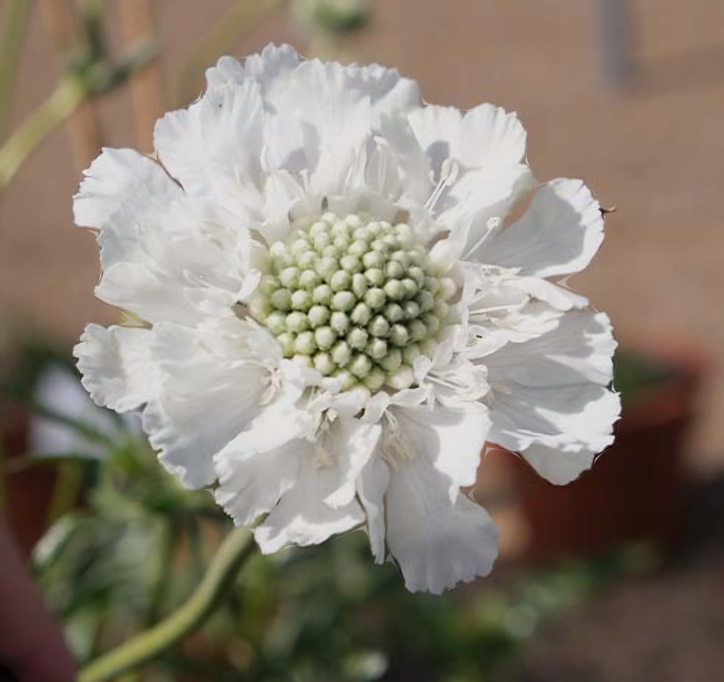 Scabiosa Fama White Plugs