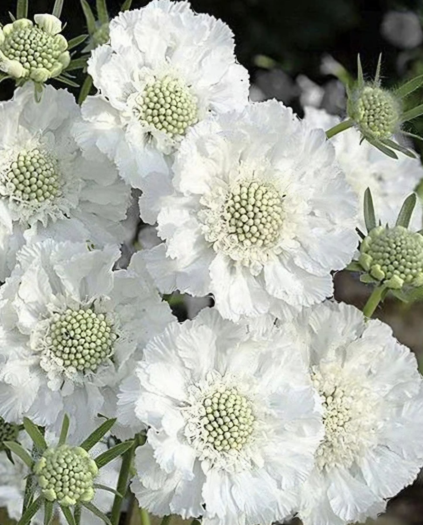 Scabiosa Fama White Plugs