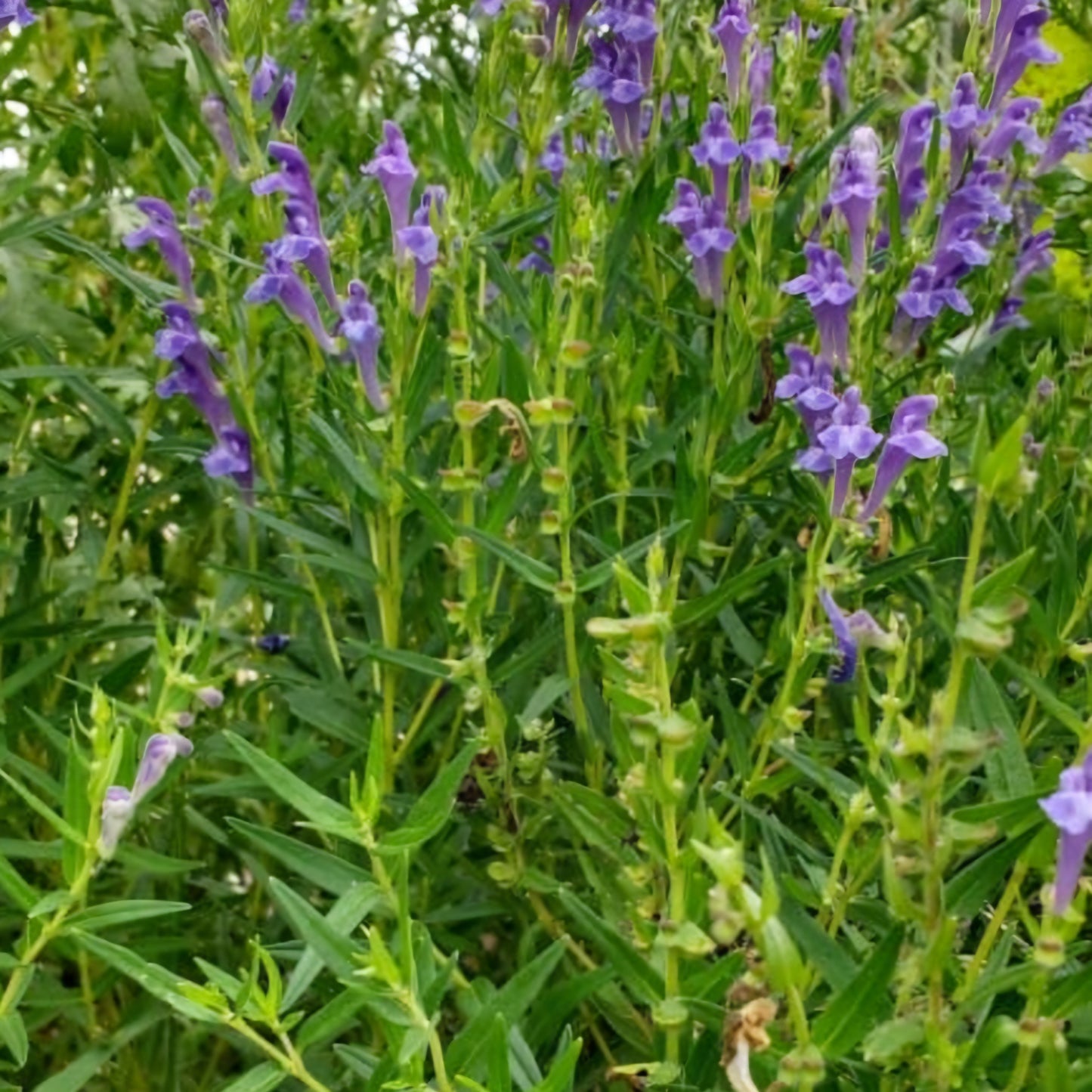 Skullcap Plugs (4)