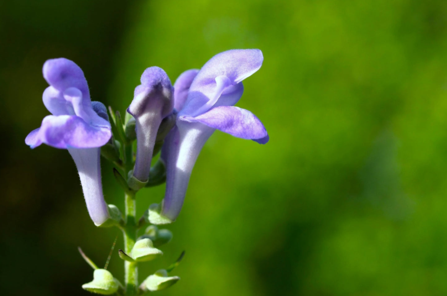 Skullcap Plugs (4)