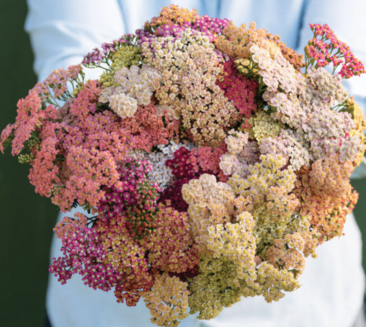 Yarrow Summer Pastels Plugs