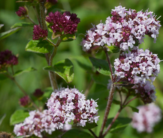 Wild Marjoram Plugs (4)