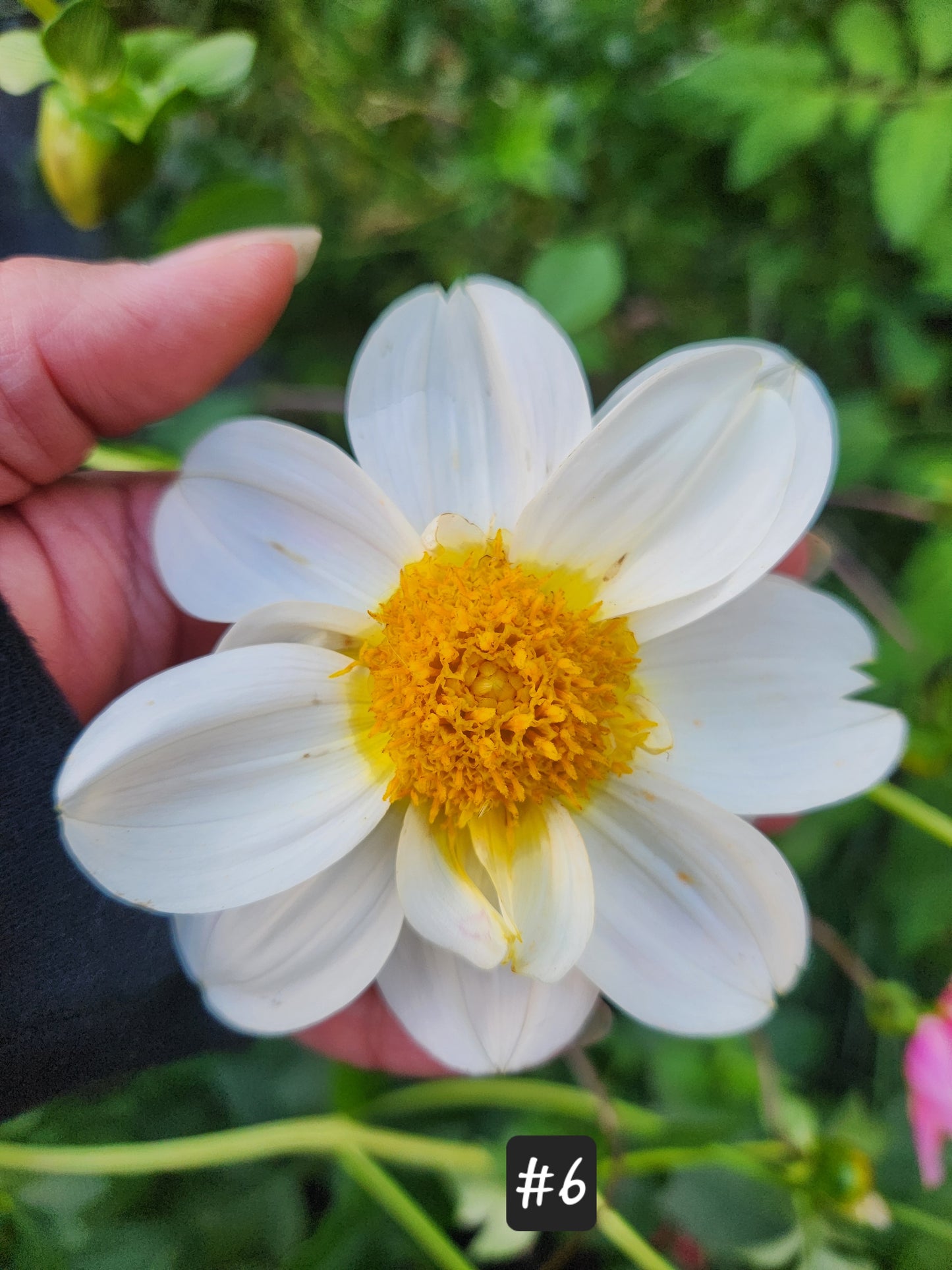 2024 Fall Shipment Tuber Figaro White Dahlia