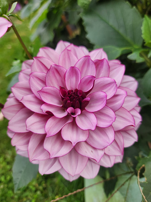 Fall Shipment Dahlia Tuber Creme de Casis