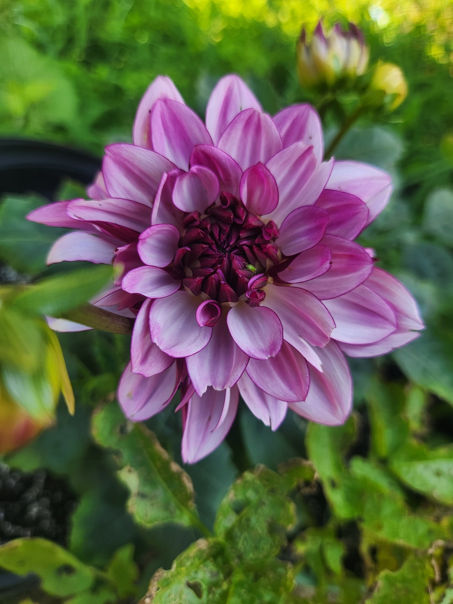 Fall Shipment Dahlia Tuber Creme de Casis