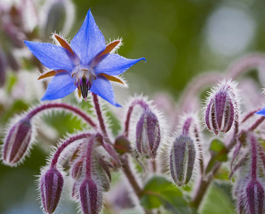 Live Borage Plant Plugs Qty (6)