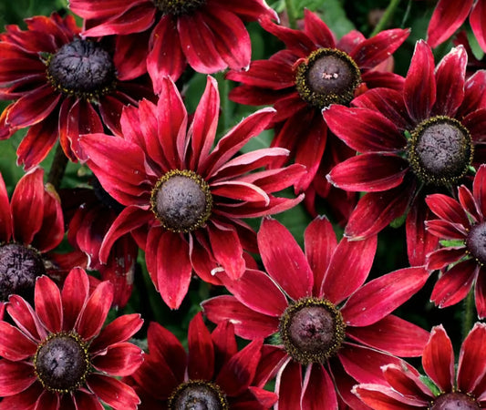 Cherry Brandy Rudbeckia (Pre-Order Spring Plugs)