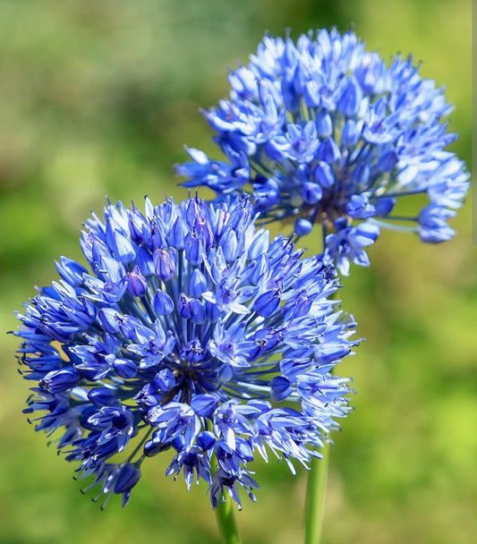 Allium Bulbs Azureum