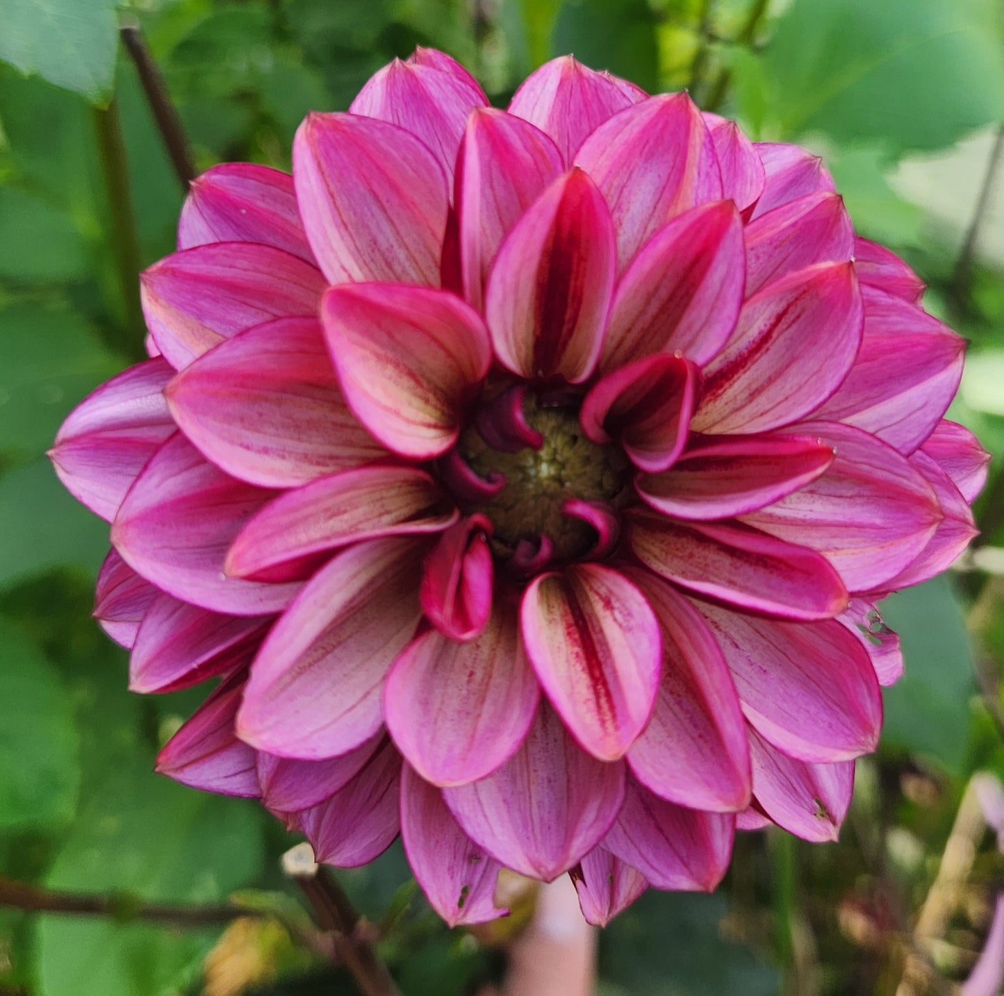 Fall Shipment Dahlia Tuber Seniors Hope (1)