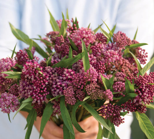 Soulmate Butterfly Weed Plant Plug (4 Pack)