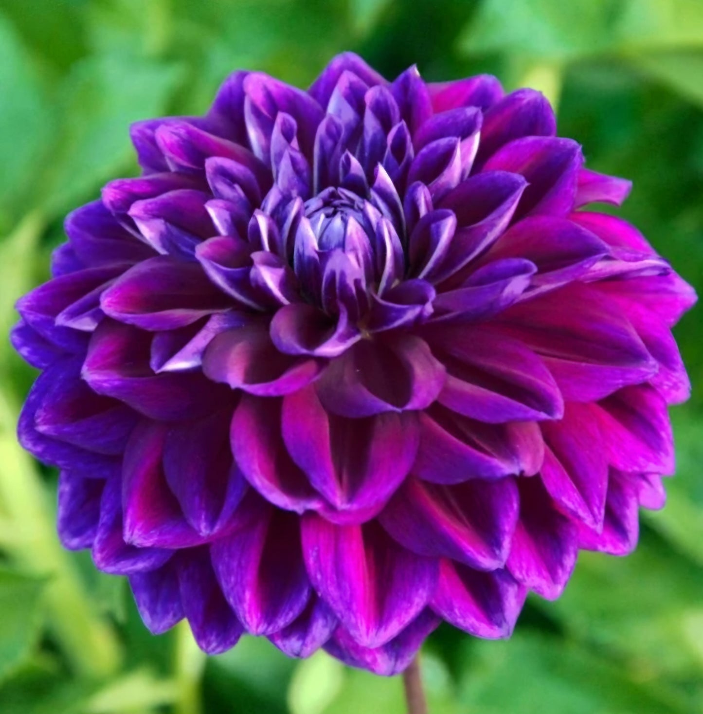 2024 Fall Shipment Tuber: Boogie Nites Dahlia