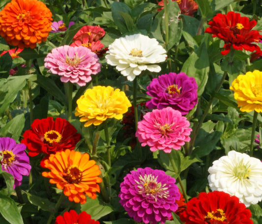 California Zinnia Seeds