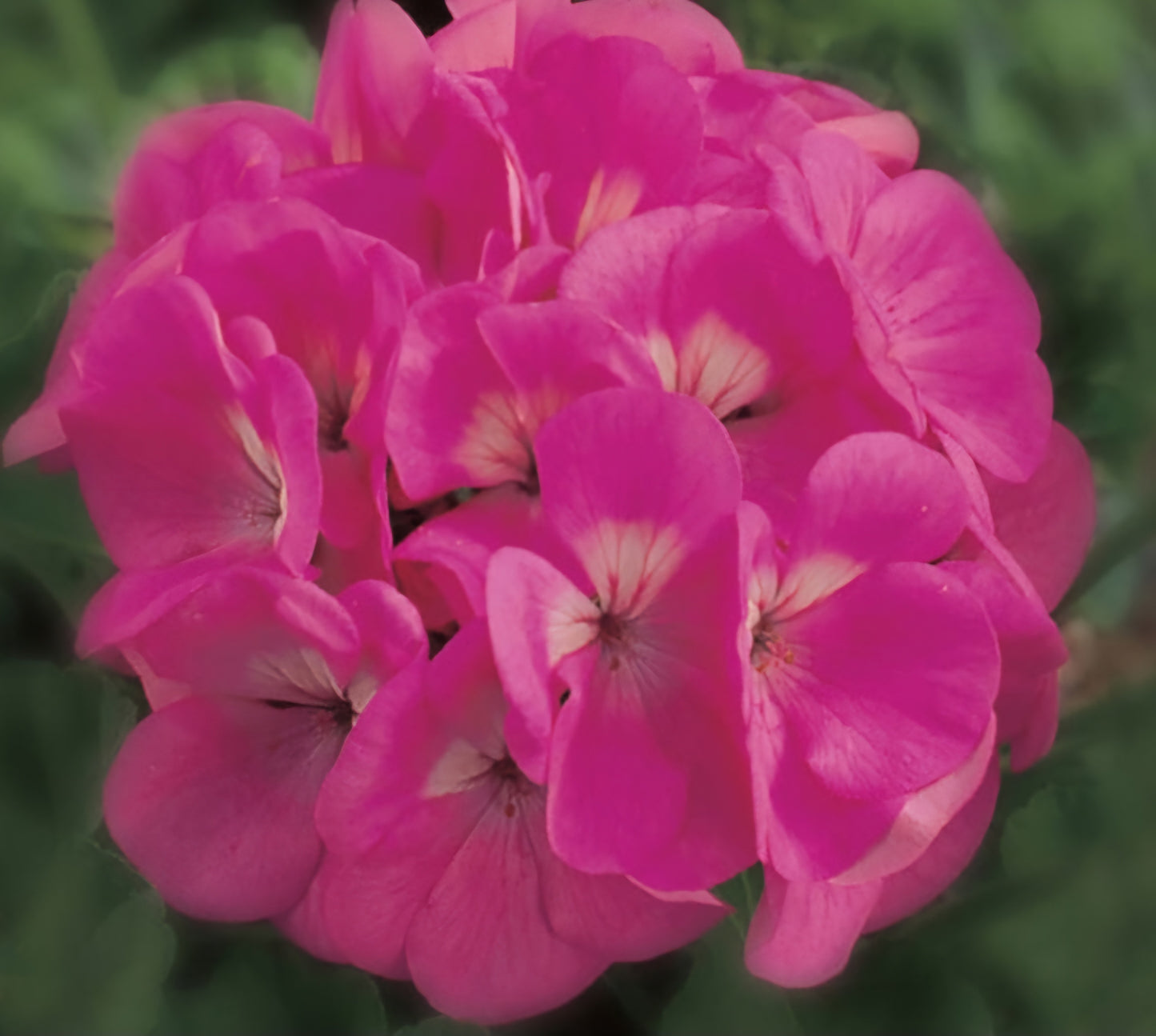 Maverick Pink Geranium (4 Packs)