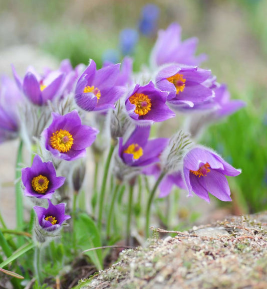 Pasque Flower Anemone Pulsatilla Perennial Plugs (Spring Pre-Order)