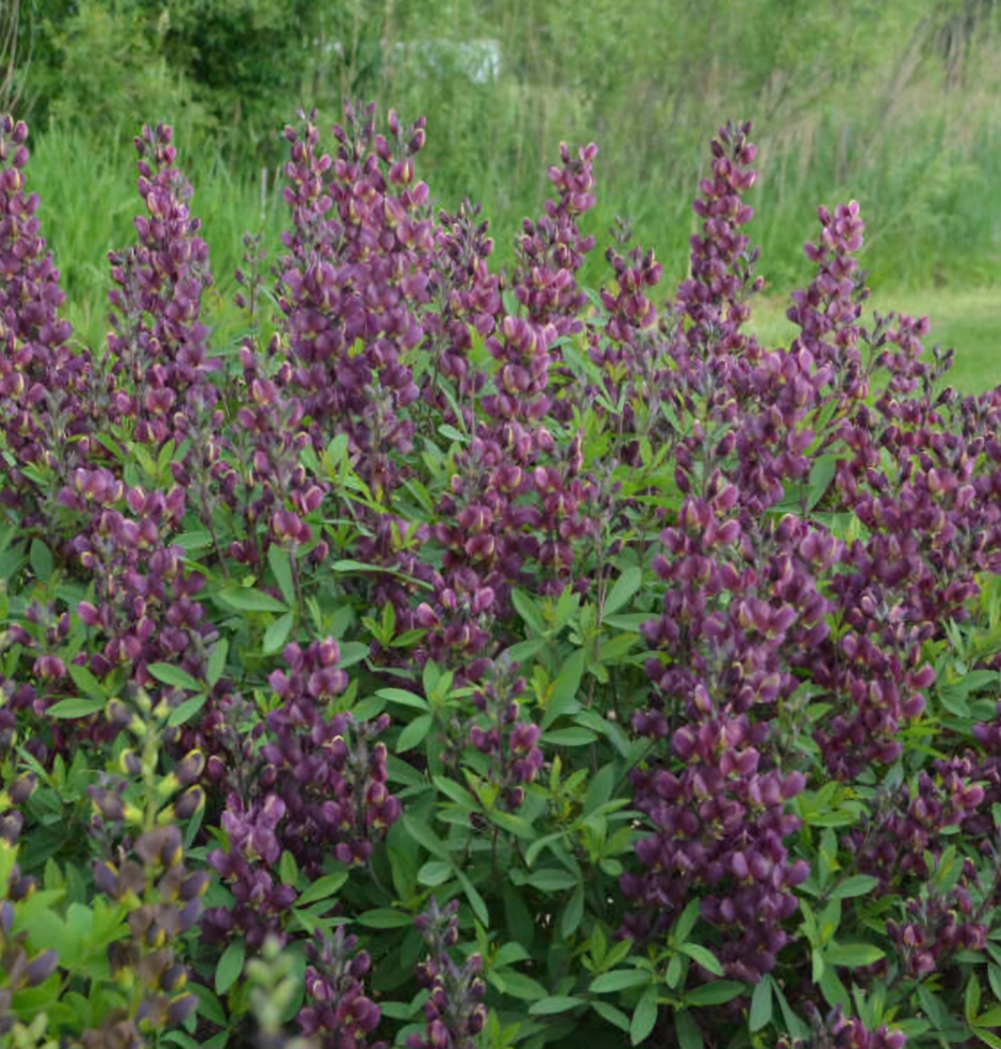 Baptisia Burgundy Blast  Perennial Plant Plug (1)