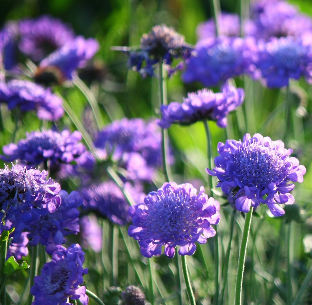 Fama Scabiosa Deep Blue Plant Plugs (Pre-Order Spring Plugs)