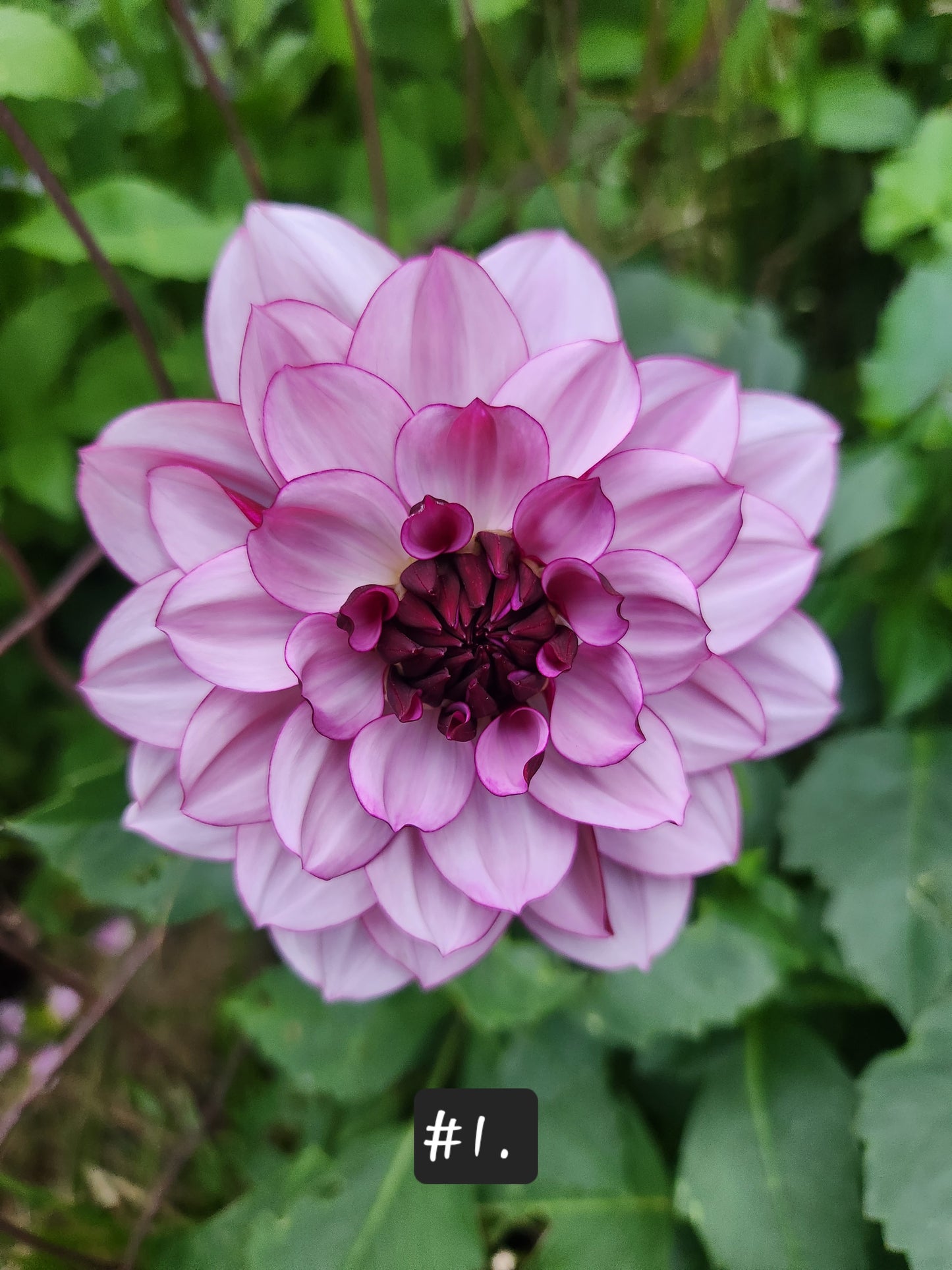 Fall Shipment Dahlia Tuber Creme de Casis