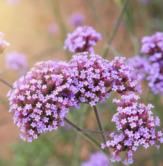 Verbena Bonariensis Purpletop Vervain (4 Pack)