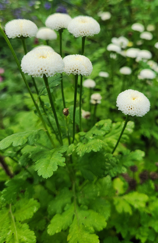 Feverfew Vegmo Snowball Plugs (4)